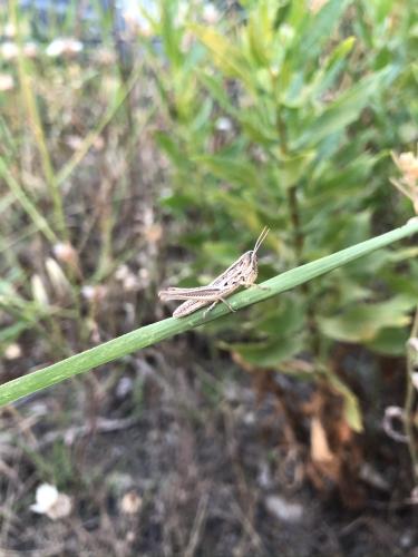 Euchorthippus sp.